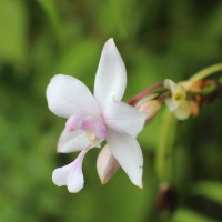 Spathoglottis plicata Blume
